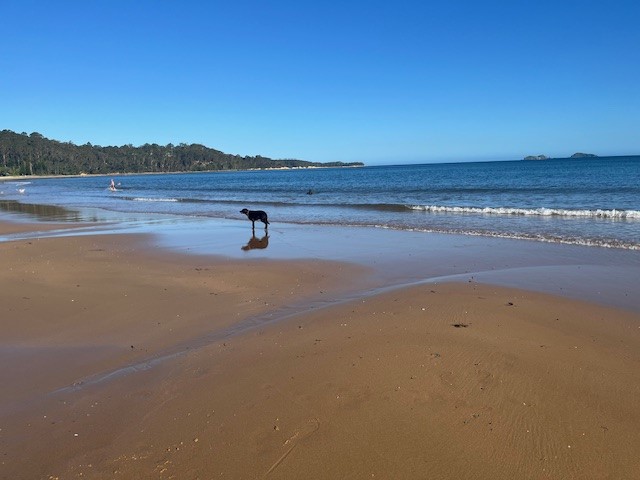 dog with stump